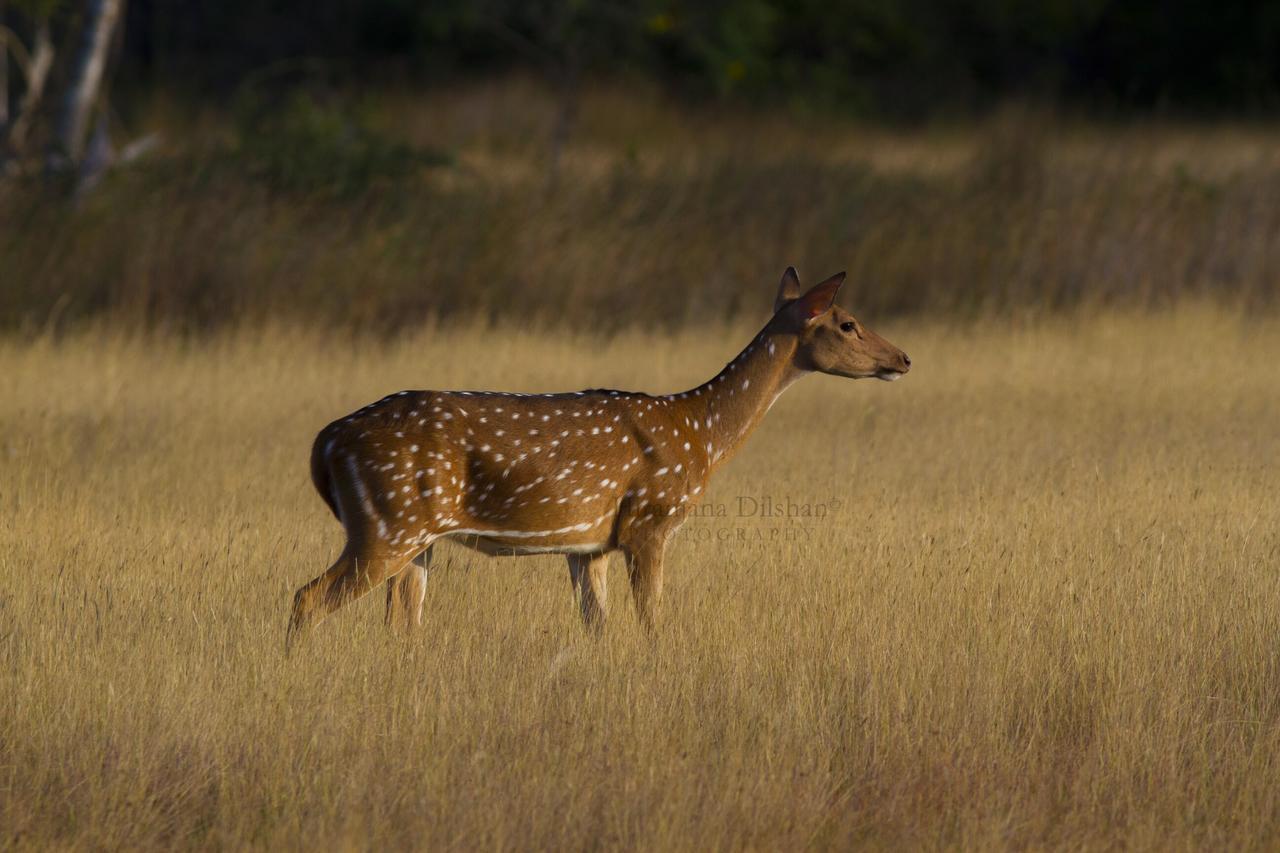 Willpattu Wild Watch Hotel Habawewa Eksteriør billede